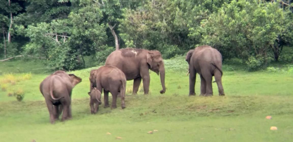 Aditi Thekkady Zewnętrze zdjęcie