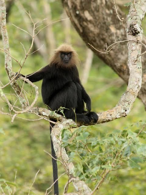 Aditi Thekkady Zewnętrze zdjęcie
